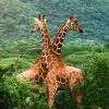 Giraffe Animals - DIY Paint By Numbers - Numeral Paint