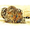 Leopard animals Acrylic picture wall art canvas - DIY Paint By Numbers - Numeral Paint