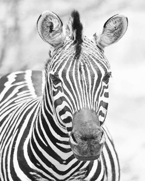 Zebra Black and white Paint by numbers