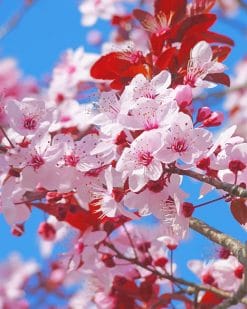 Japanese Cherry Blossom Paint by numbers
