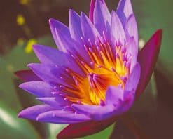 purple lotus Paint by numbers