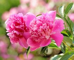 Beautiful Pink Peonies Paint by numbers