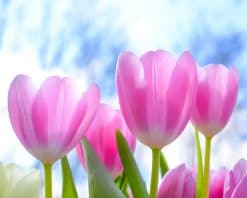 Spring Pink Tulips Paint by numbers