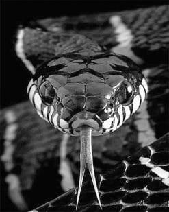 Black and white Snake adult paint by numbers