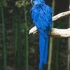 Blue parrot adult paint by number