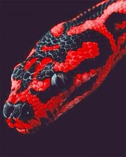 Red and black python adult paint by numbers