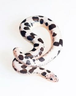 Snake with polka dots adult paint by numbers