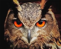 Red Owl Eyes Paint by number