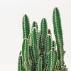 Beautiful Cactus Plant paint by number