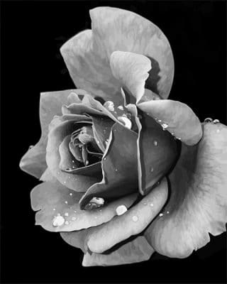 Black and White Rose NEW paint by number