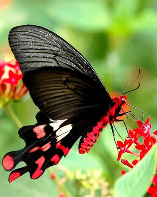 Black Magnificent Butterfly paint by number