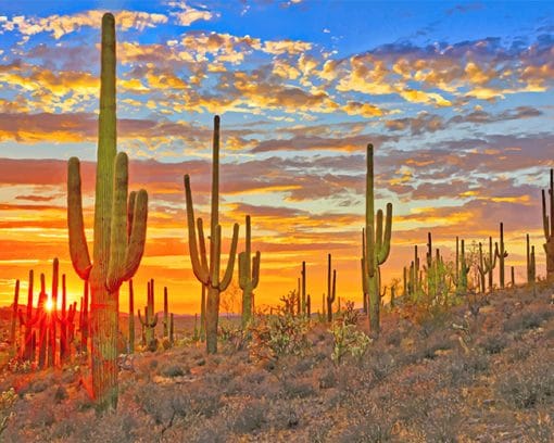 Cactus Arizona Desert paint by number