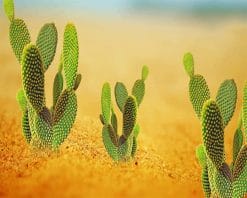 Cactus Desert paint by number