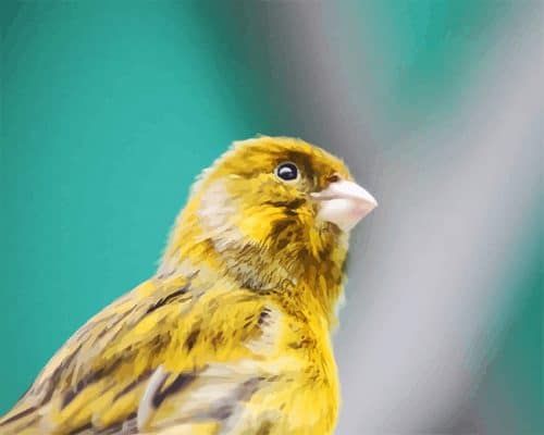 Canary Bird Portrait NEW PAINT BY NUMBER