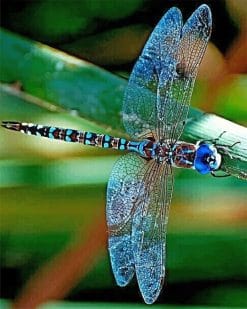 Colorful Dragonfly paint by number