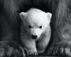 Cute Little White Bear