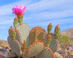 Death Valley Cactus paint by number