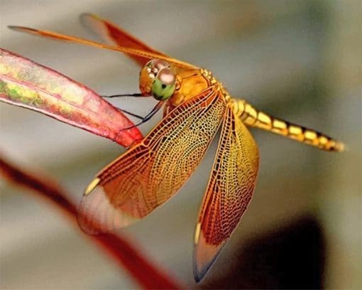 Dragonfly paint by number