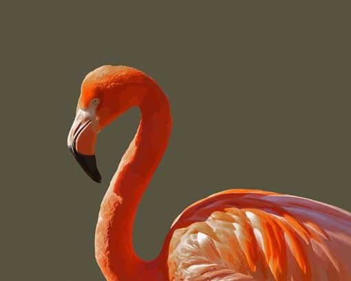 Pink Flamingo Bird Paint by number