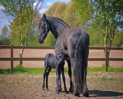 Friesian Horses paint by number