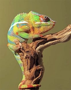 Green Chameleon paint by number