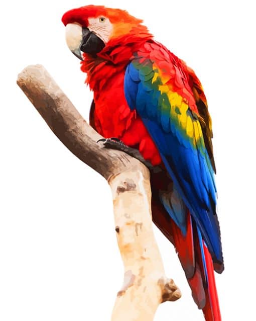 Macaw Png paint by number NEW
