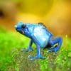 Blue Frog paint By Numbers