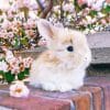 Cute Baby Angora Rabbit Paint By Numbers