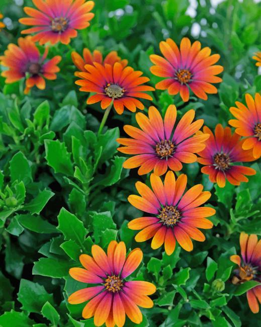 African Daisy Purple Sun adult paint by numbers