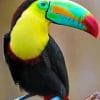 Beautiful Colored Toucan adult paint by numbers