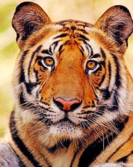 Bengal Tiger adult paint by numbers