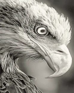Black and white bald eagle adult paint by numbers
