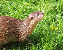 Brown Otter On Green Grass paint by number