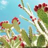 Cactus Barbary Fig adult paint by numbers