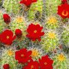 Cactus red flowers adult paint by numbers