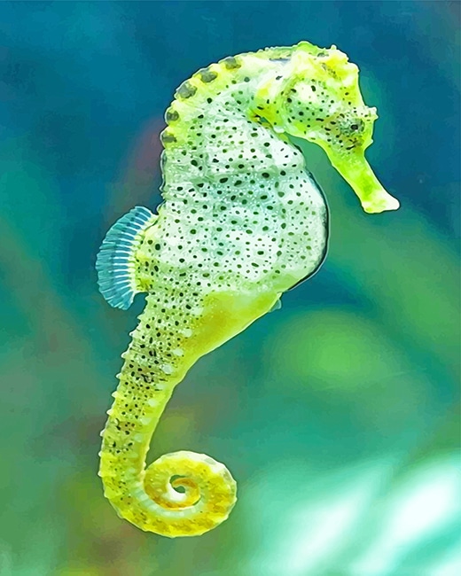 Cape seahorse adult paint by numbers
