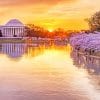 Cherry Blossom Washington Sunset Paint By Numbers