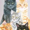 Cute cats adult paint by numbers