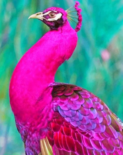 Dark Pink Peacock adult paint by numbers