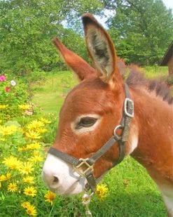 Donkey in flowers field adult paint by numbers