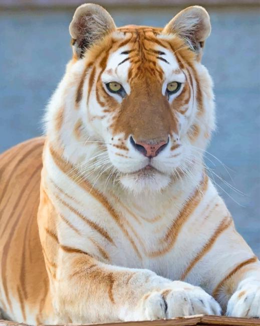 Female Golden Tiger adult paint by numbers
