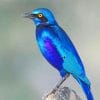 Greater Blue Eared Glossy Starling adult paint by numbers