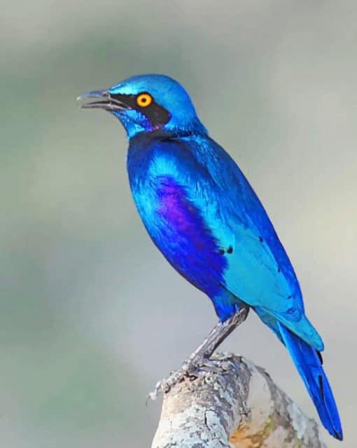 Greater Blue Eared Glossy Starling adult paint by numbers