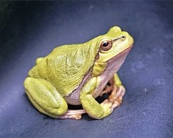 Green Frog paint by number