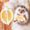 Hedgehog Lemon adult paint by numbers