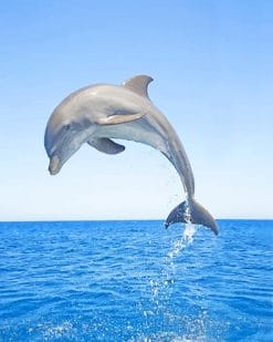 Jumping Dolphin paint by number