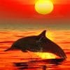 Lonely Dolphin Sunset adult paint by numbers