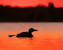 Loons Summer Sunset paint by number