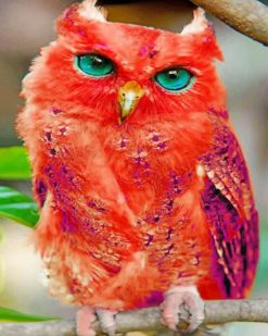 Madagascar Red Owl adult paint by numbers