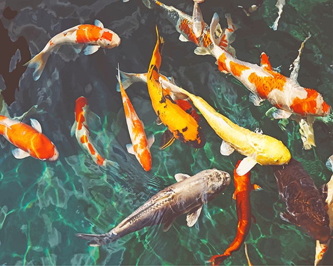 Orange and White Koi adult paint by numbers